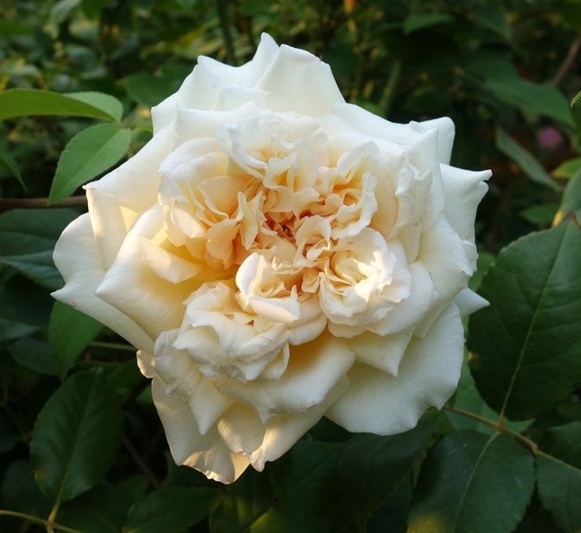 Etoile